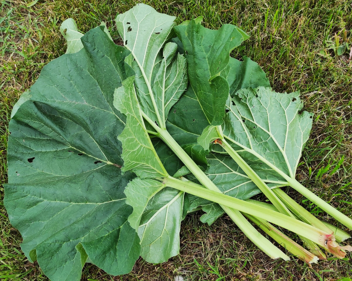 Листья огромные, а стебельки так себе.