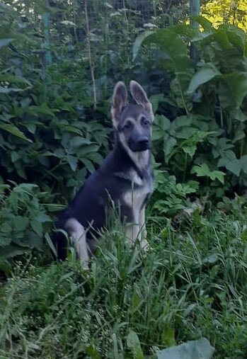 Шанти, 3 мес