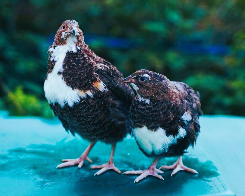 Английский смокинговый перепел.