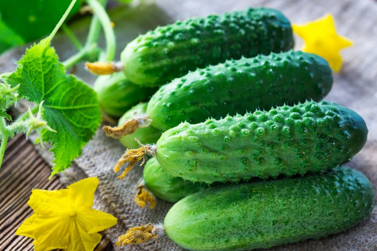     4 рецепта подкормки огурцов дрожжами: урожаю будут завидовать все соседи