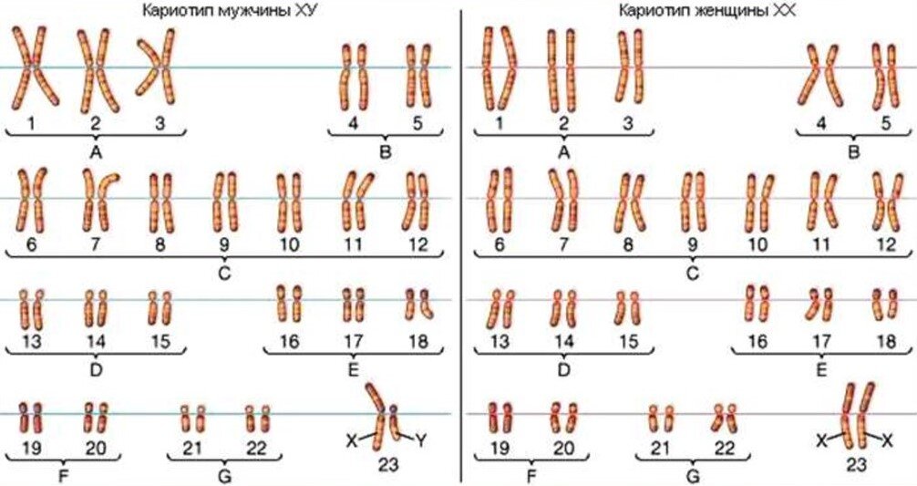 Диаграмма кариотипа человека