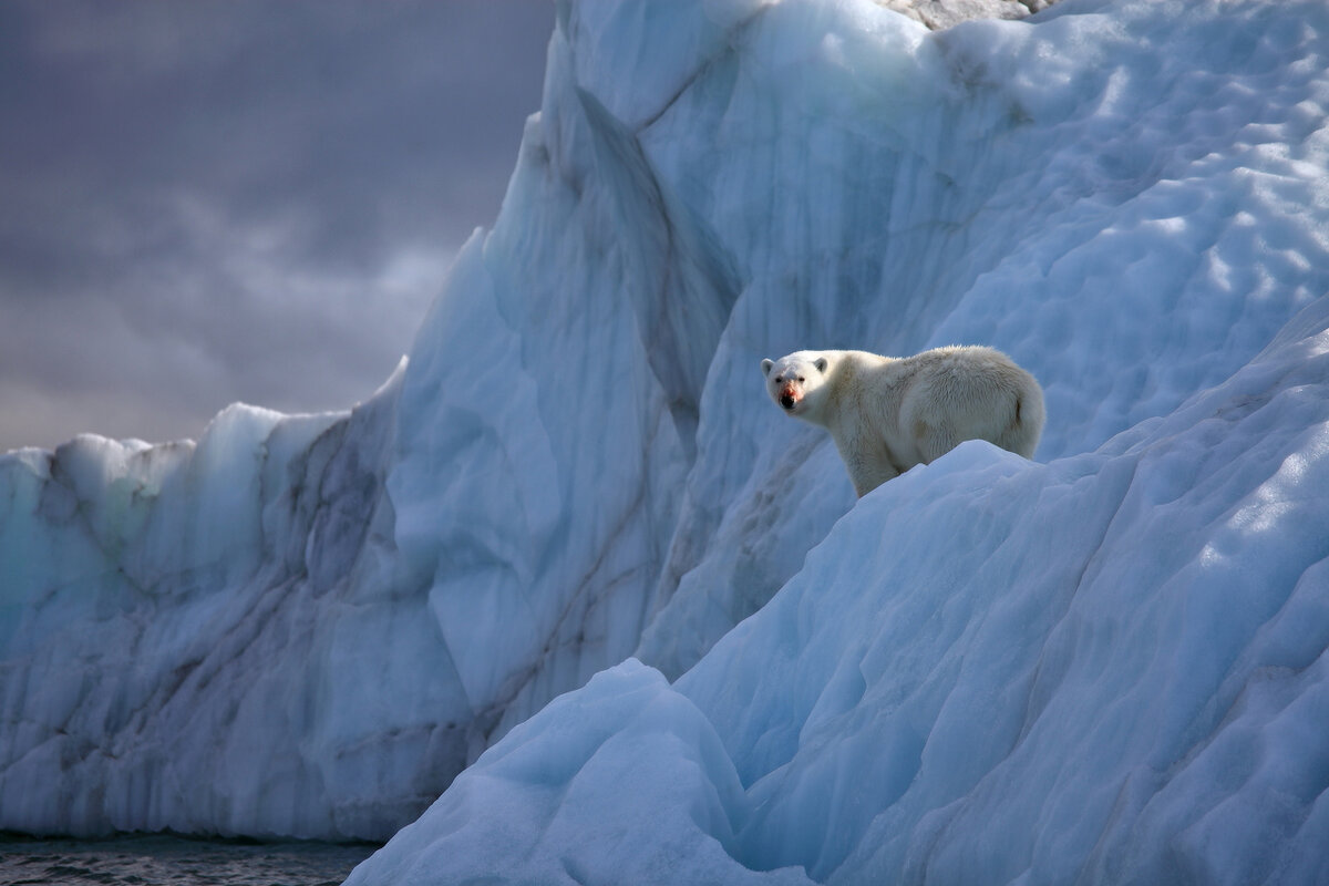 Белый медведь, архипелаг Земля Франца-Иосифа. Фото: Владимир Мельник