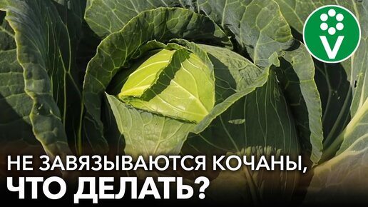 Капуста не завязывает кочаны? 5 причин, отчего это происходит и как исправить ситуацию