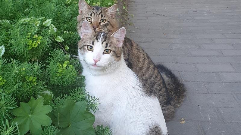    Фото: vk.com/vaganovaacademy