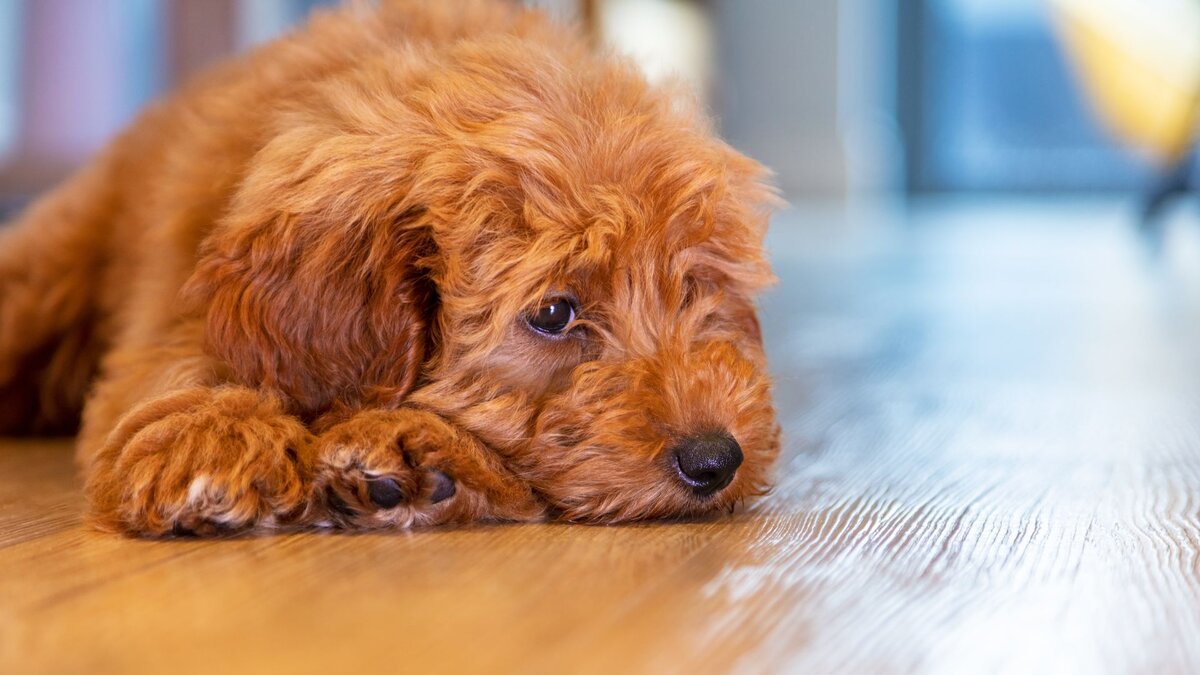 Может ли собака плакать?