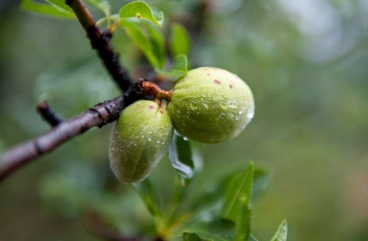    Фунгицид с ингибитором деметилирования BASF первым получил статус пониженного риска в США