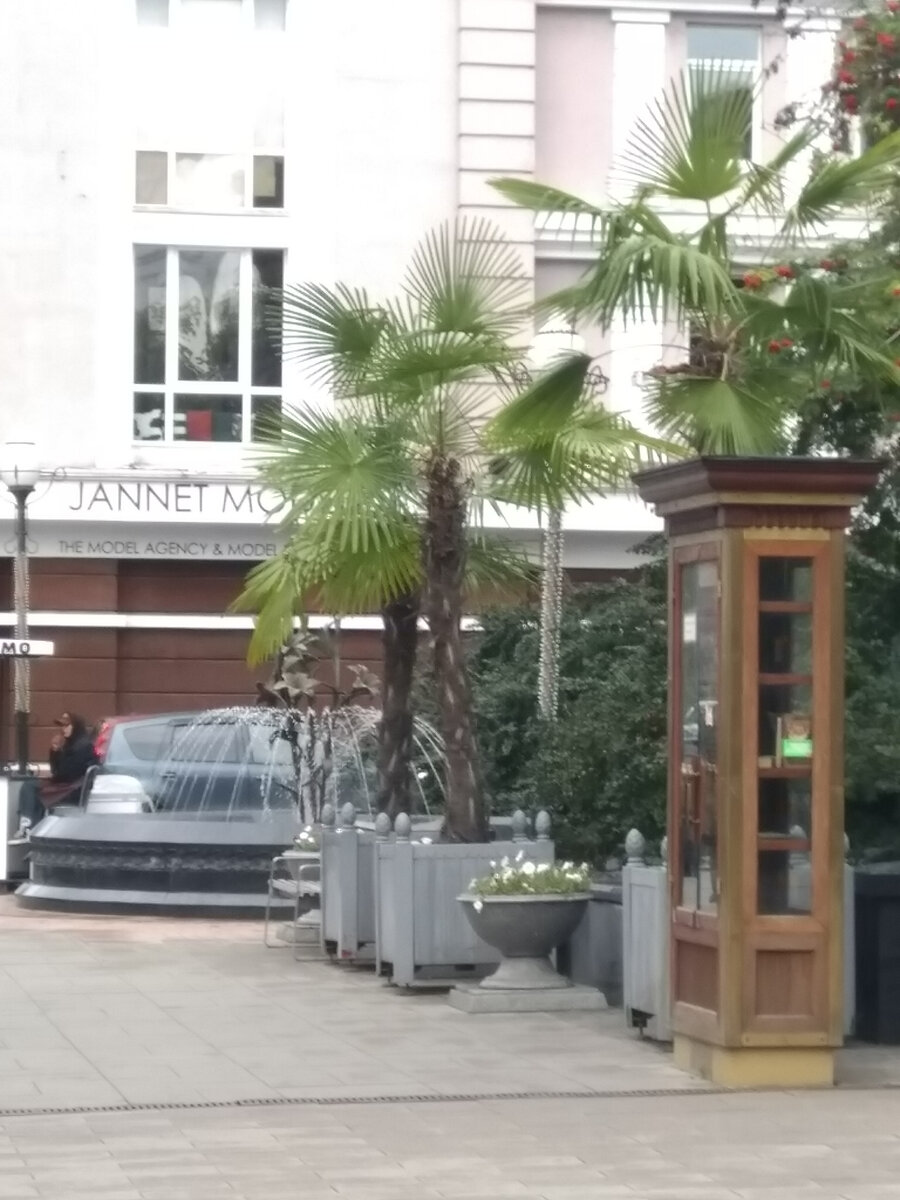 Фото автора. Красноярские пальмы)