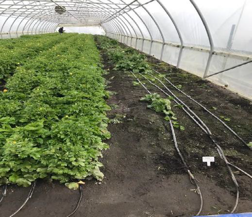 C правой стороны мы  видим луковицы, которые высохли 
перед посадкой. 
Слева - луковицы, 
которые были посажены влажными.