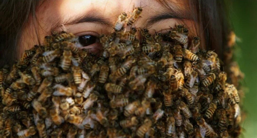 Как можно стать пчелой. Королева пчел. Мать пчел. Самая большая пчела. Пчёлы настоящие.