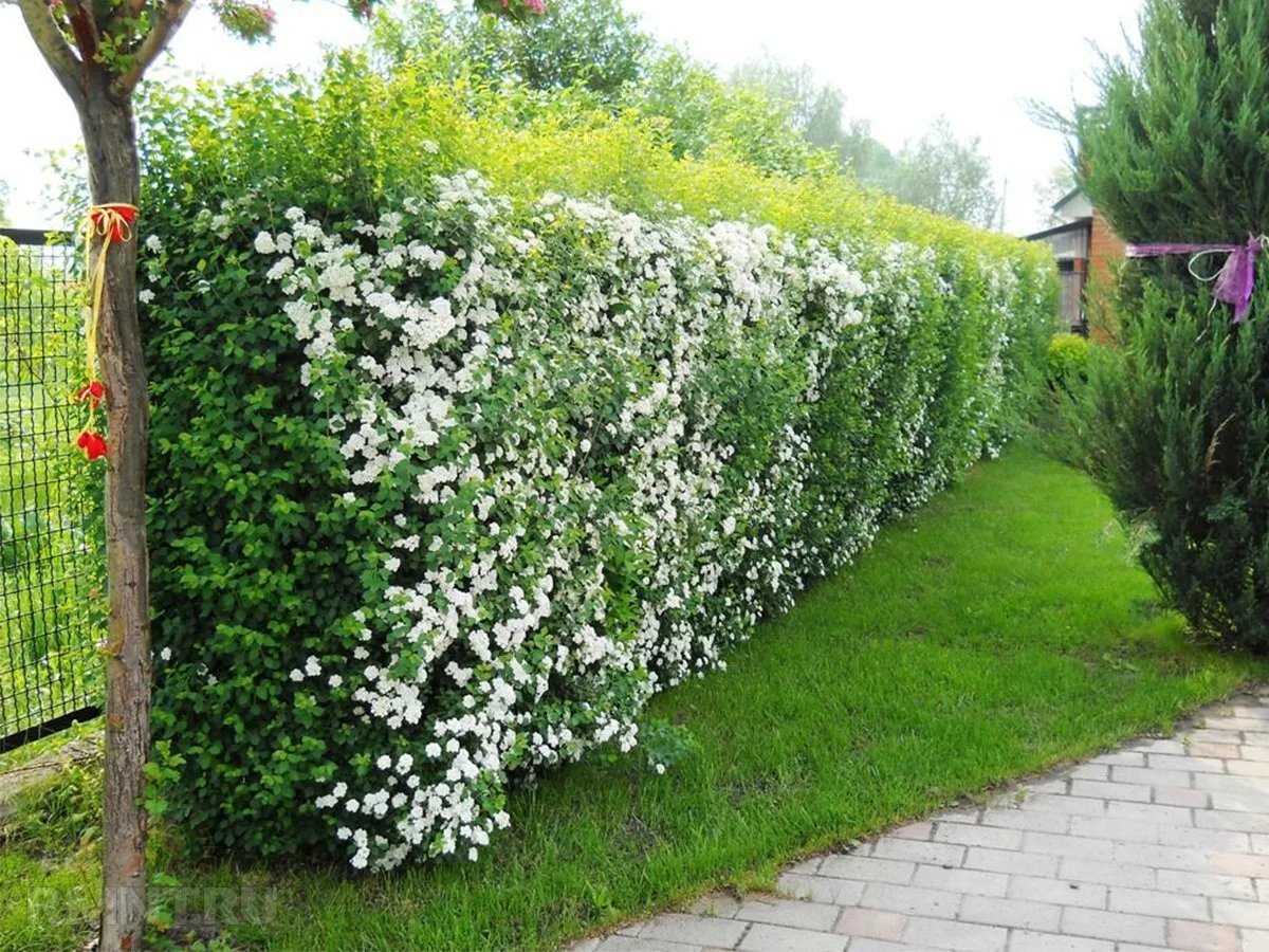 Туя западная