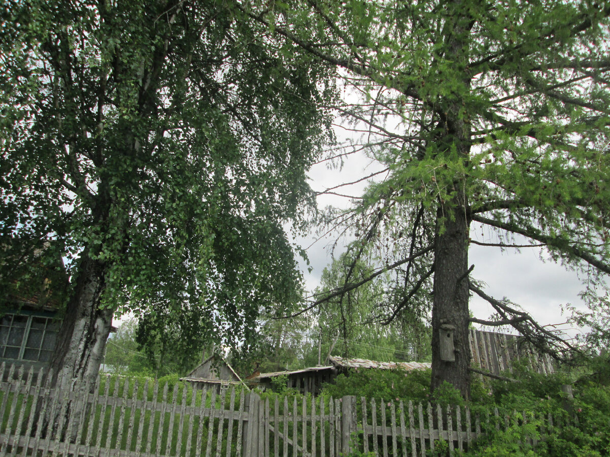 Засохшие ветки лиственницы, попавшие в тень от берёзы