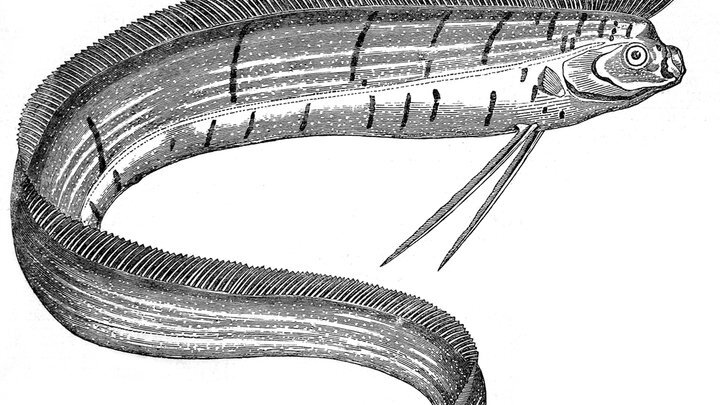 MARY EVANS PICTURE LIBRARY/GLOBALLOOKPRESS