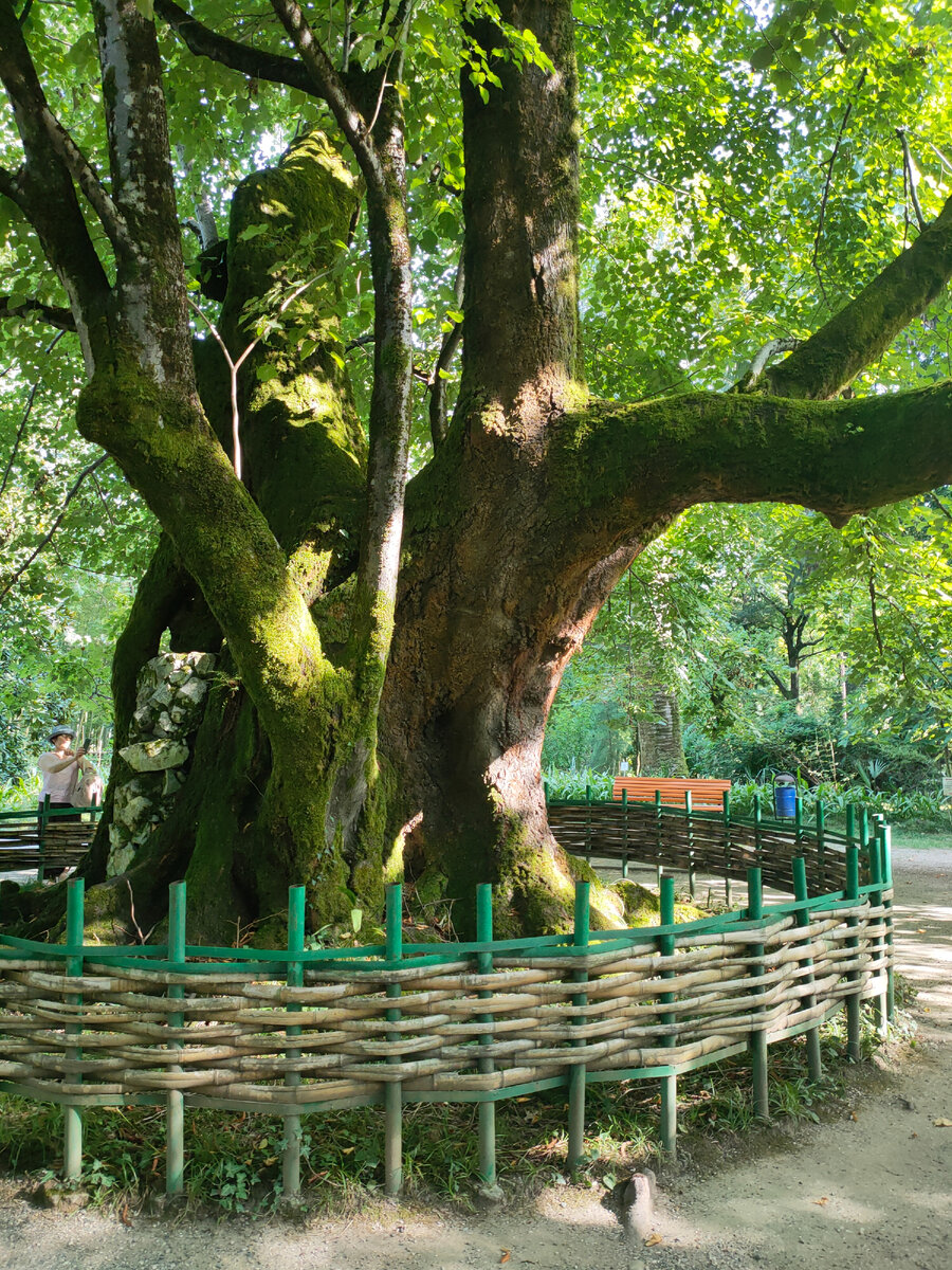 Если оказались в Сухуме, то сходите в ботанический сад, - рекомендовали мне туристы- он самый старый на Кавказе. Вот я отправилась посмотреть, что же там такое особенное есть.-6-2