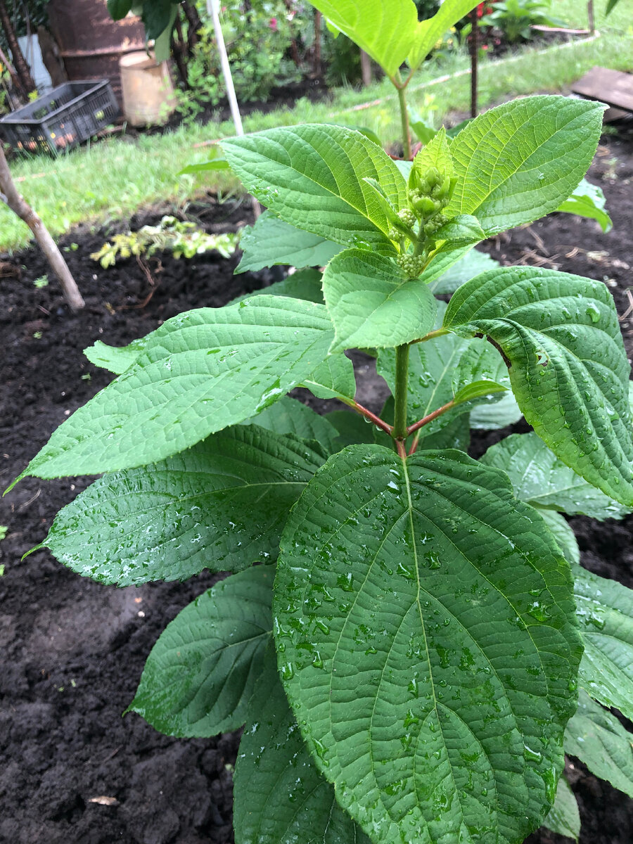 Гортензия Киуша, фото автора.