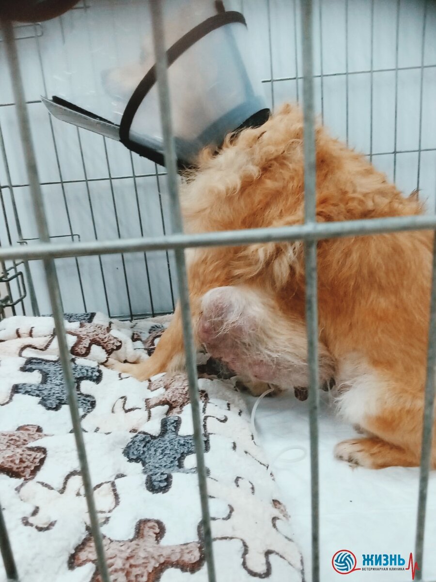 Опухоль молочной железы у собаки. 