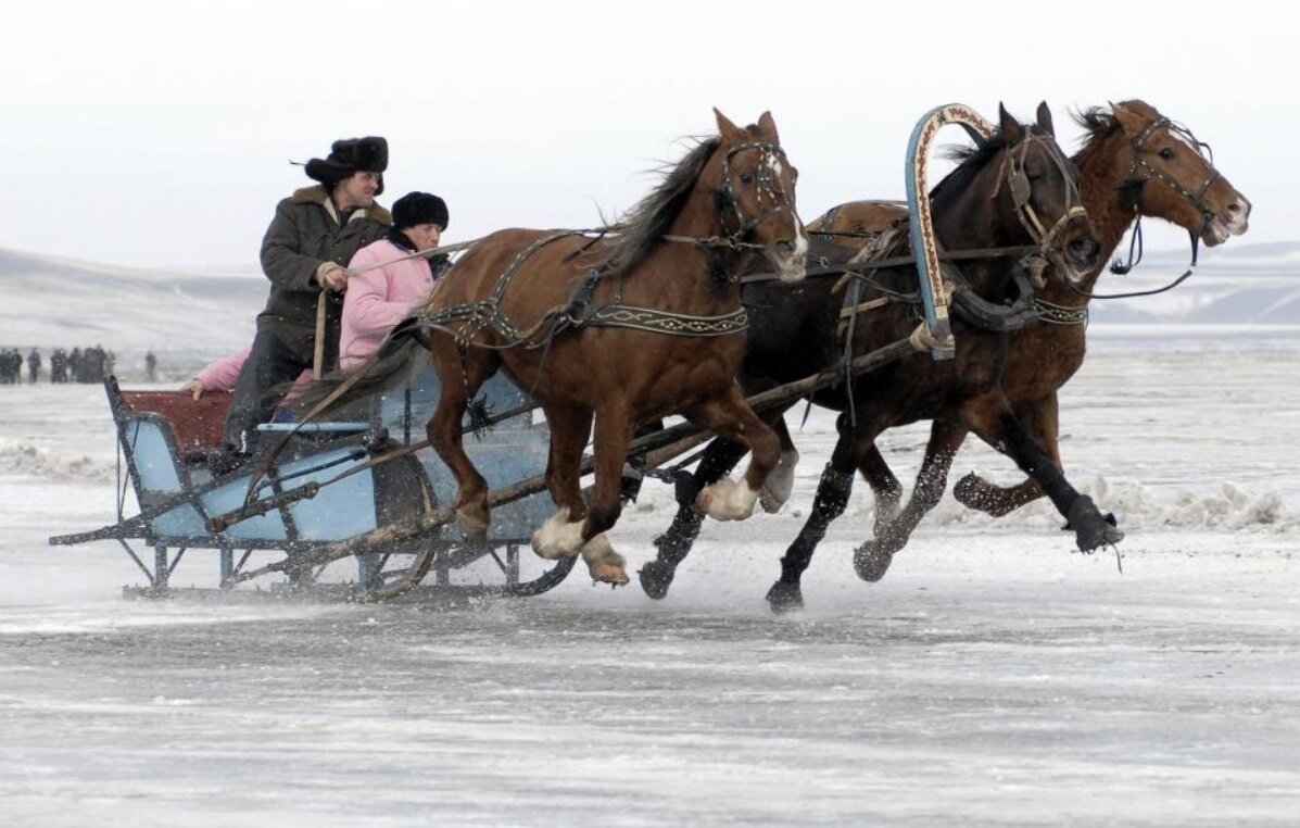 Лошадь запряженная в сани