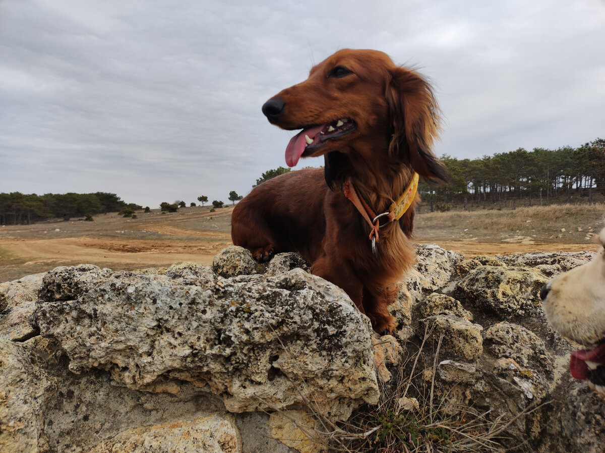 Чача на высоте)