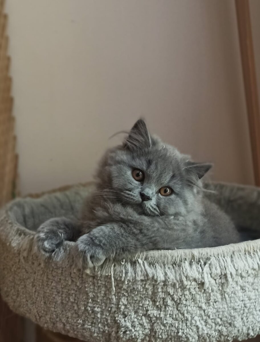 Маленькая Плюша-Офелия. Это и есть, та самая первая фотография.