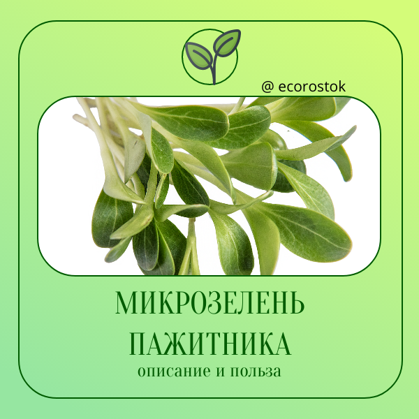Микрозелень пажитника: Описание и польза