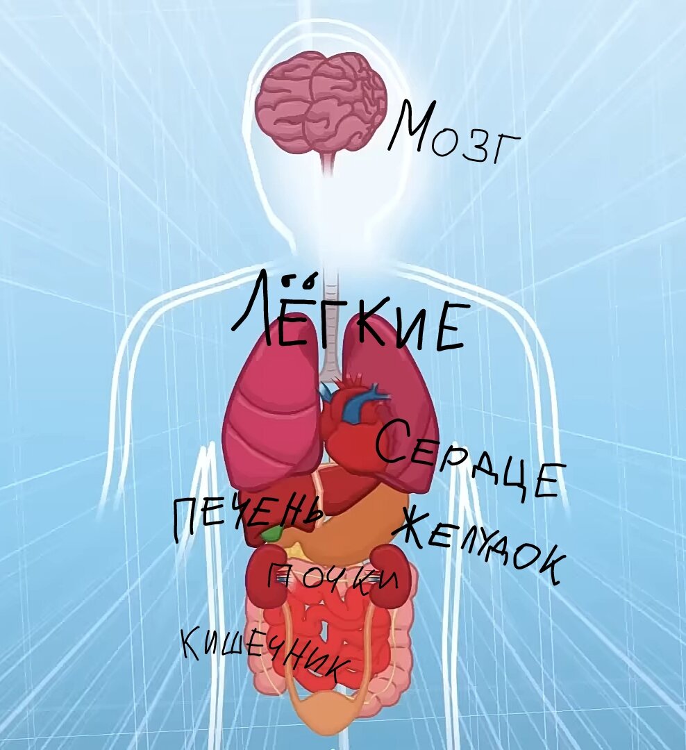 Фото сделано на YouTube канале Наше тело очень классное видео о теле человека советую посмотреть. 