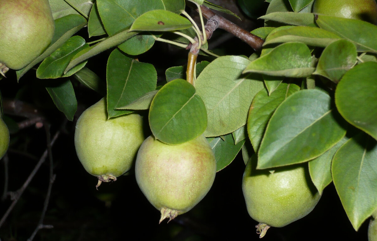 Фото сделано автором на даче