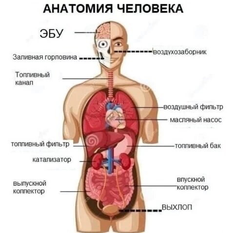 Если в автосервисе вам заявили, что у вас серьёзные проблемы с мозгами и их пора чинить - не обижайтесь на мастера.-2