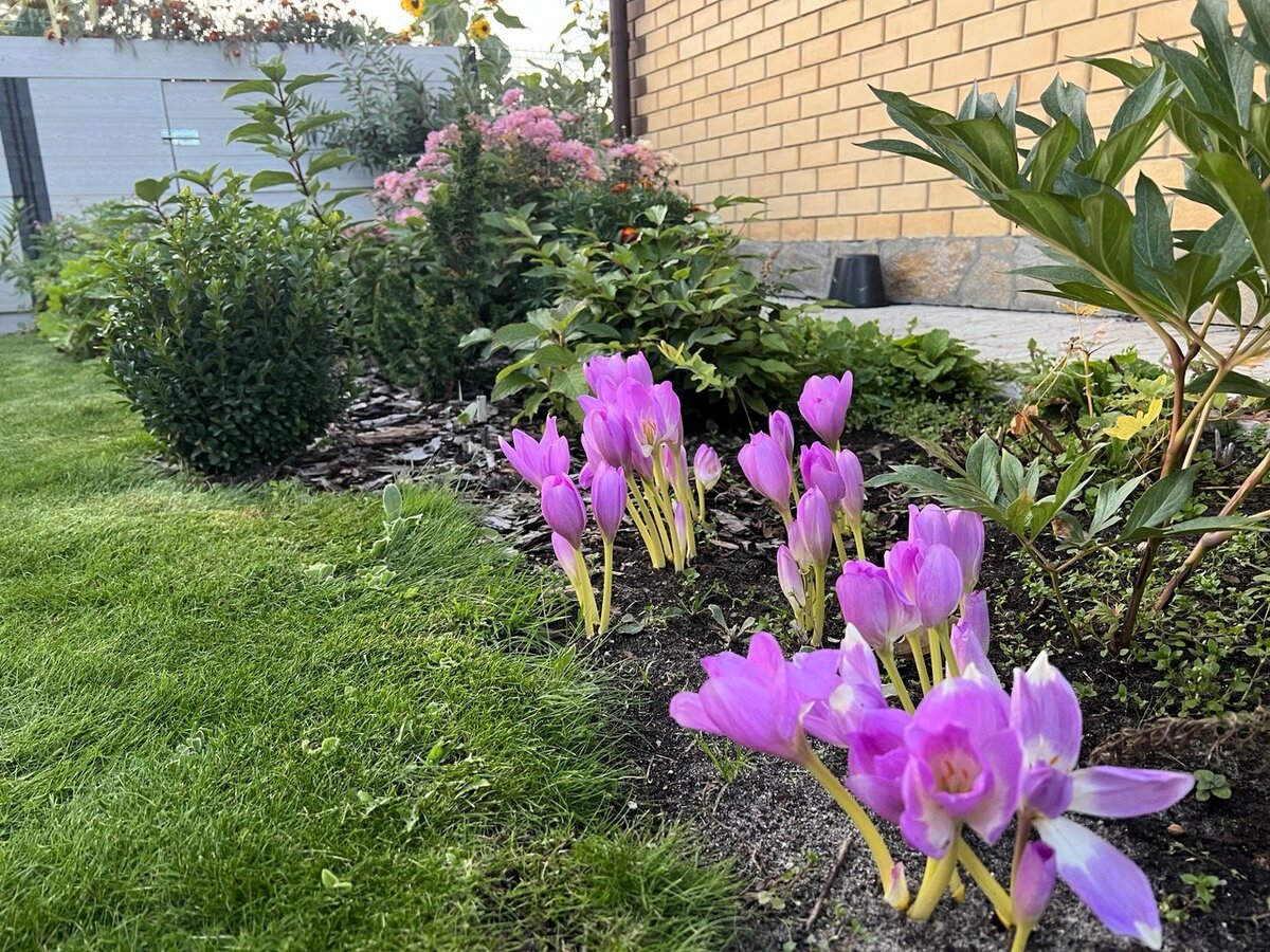 Фото из моего сада