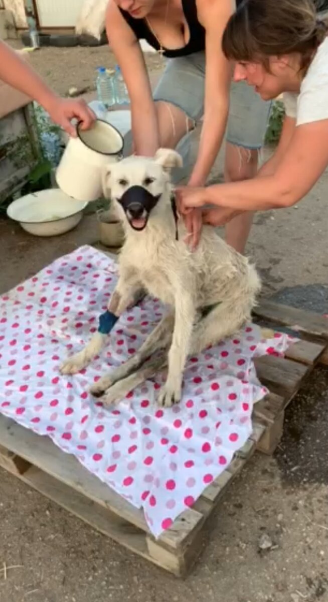 Самый узнаваемый наш пëс. Таким Мишу нашли после ДТП