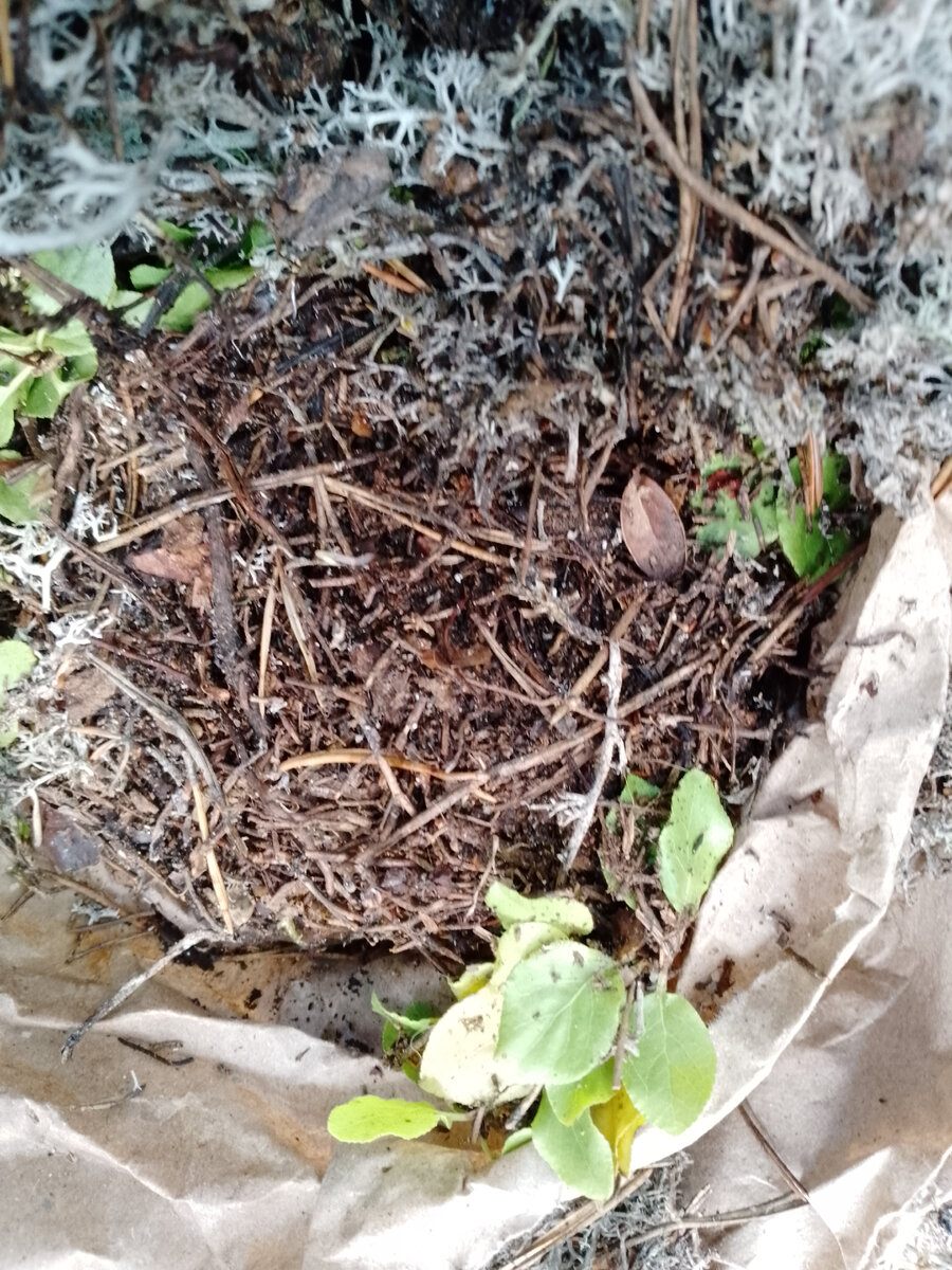 Вместе с кладонией приехало несколько кустиков Боровой матки