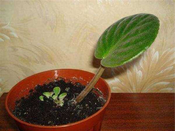 Из одного листика фиалки вырастет целый кустик.