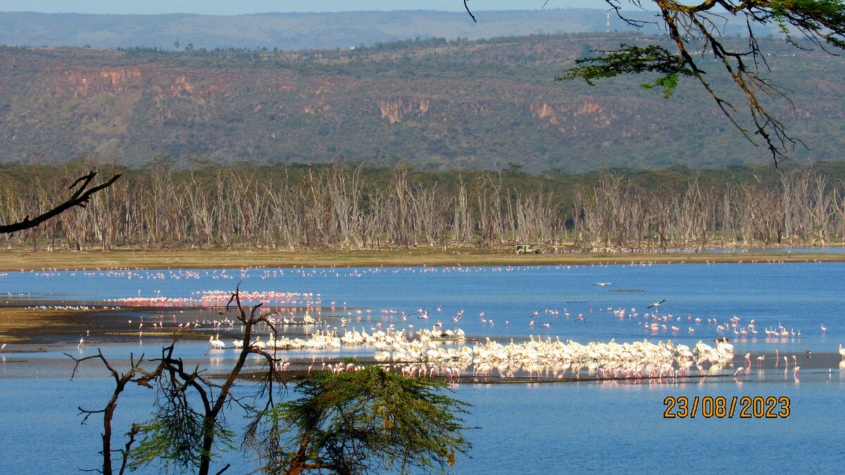 Совсем немного птиц