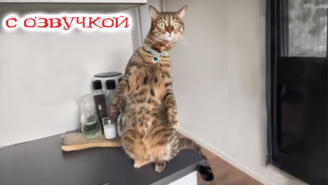 Приколы с животными! С ОЗВУЧКОЙ! Смешные коты! ЛУЧШИЕ ДО СЛЕЗ!