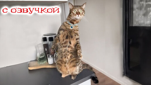 Приколы с животными! С ОЗВУЧКОЙ! Смешные коты! ЛУЧШИЕ ДО СЛЕЗ!