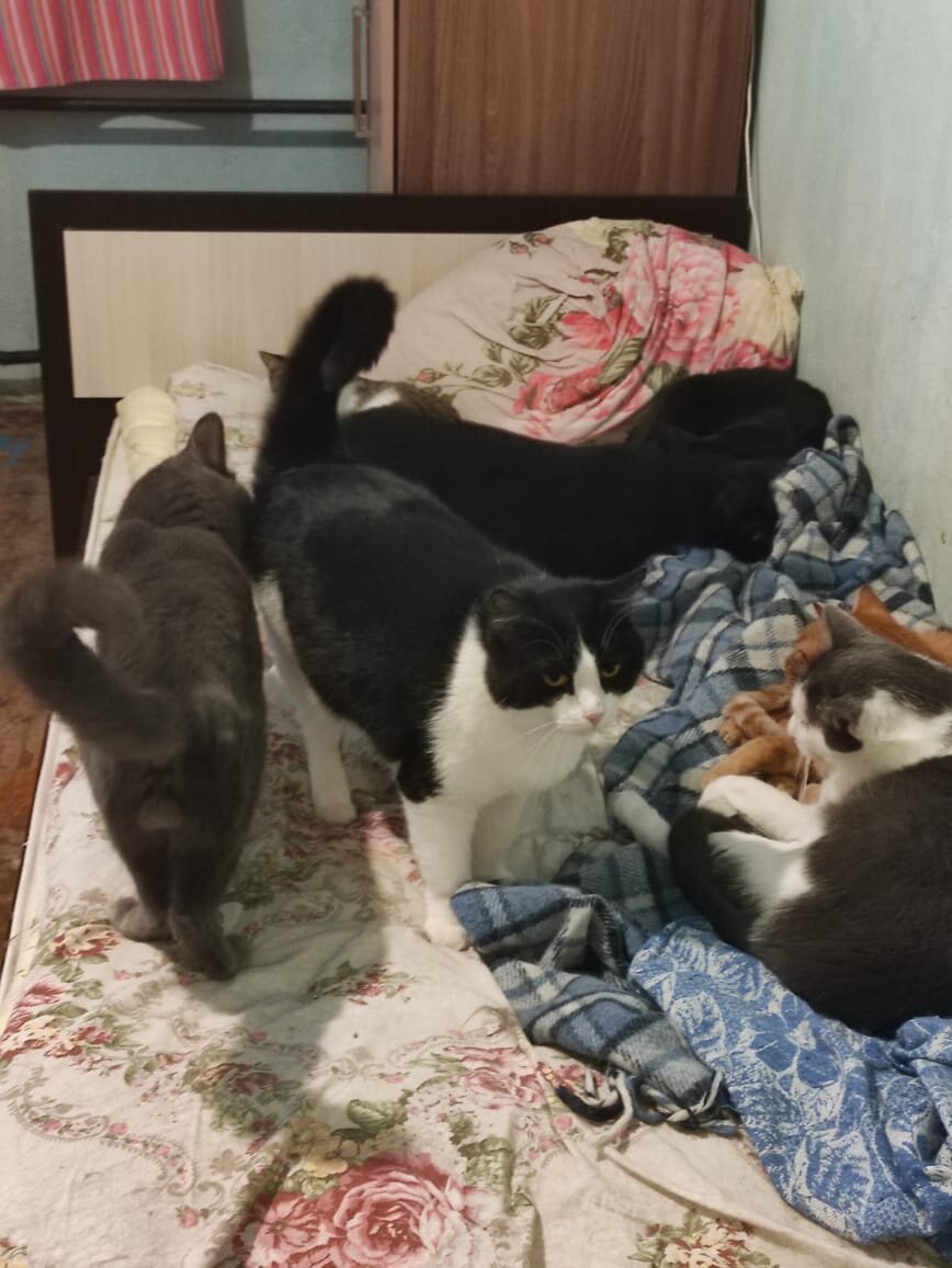 Часть моего котостада), захватили кровать, сказали мамка, спи на полу))).