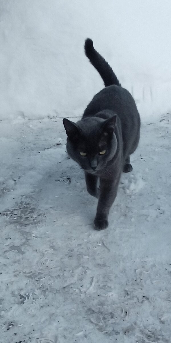 Вот так грозно он разгуливает по нашему двору😼