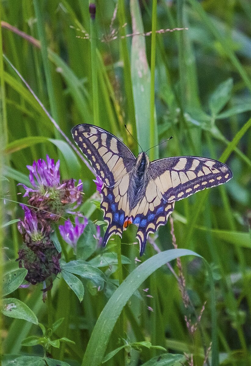 Вот такого махаона сфотографировал в деревне Оселье Угранского района Смоленской области в 2018 году