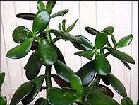 Живое денежное дерево 