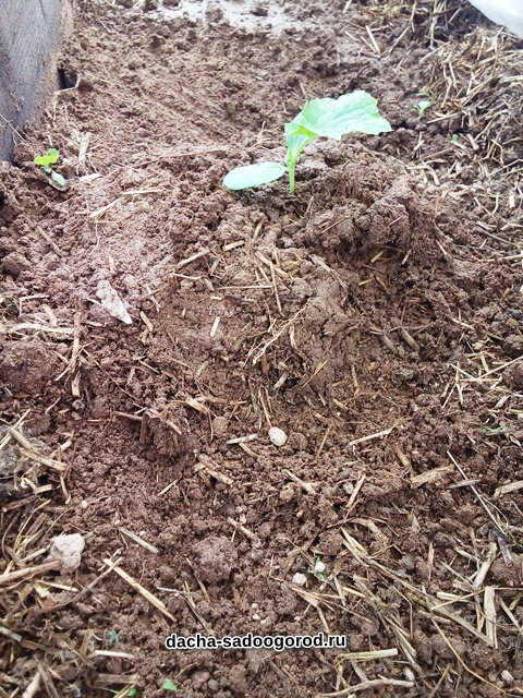 Посадка рассады огурцов в теплицу холмиком (без заглубления) в грядку