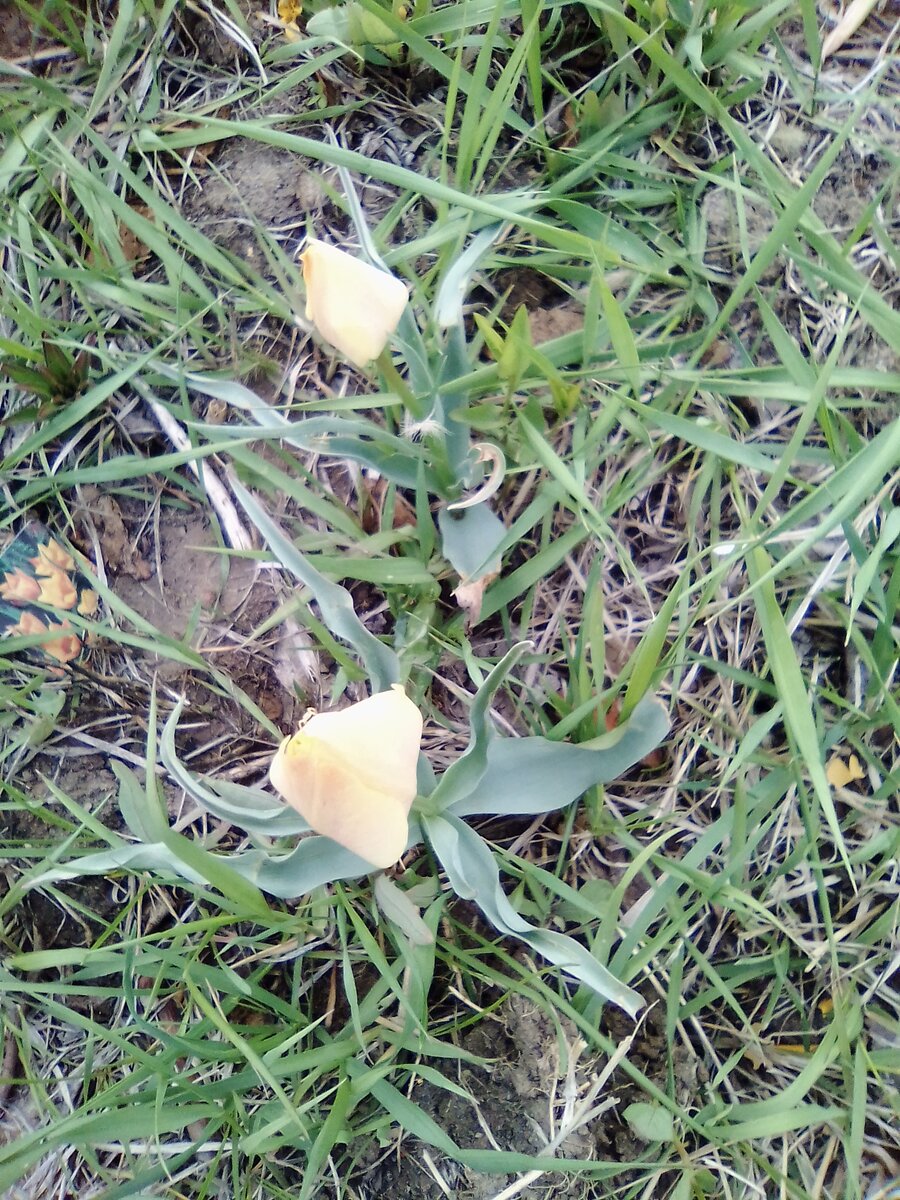 Тюльпан Брайт Джем авторское фото