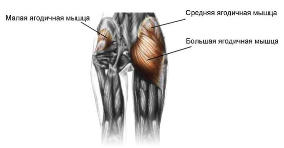 фото с lp.fitspine.ru