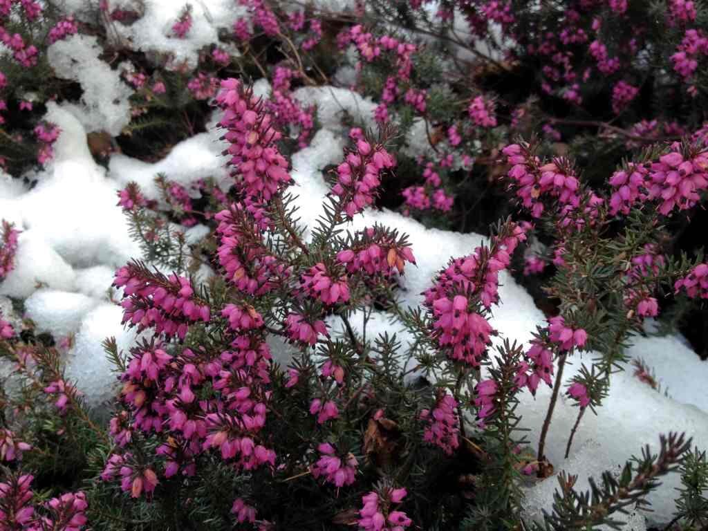 Как выглядит вереск после зимы фото