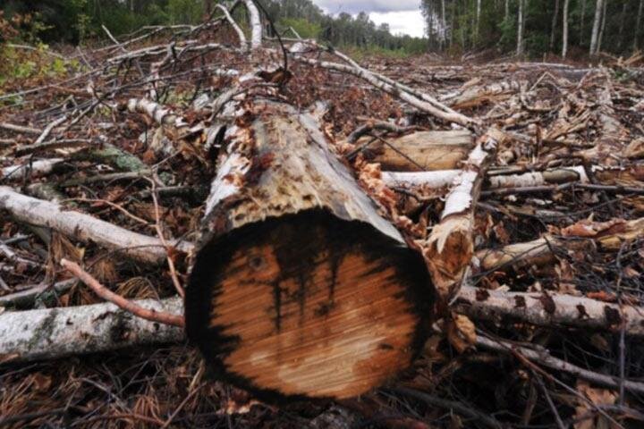 Фото: Bryansktoday.ru