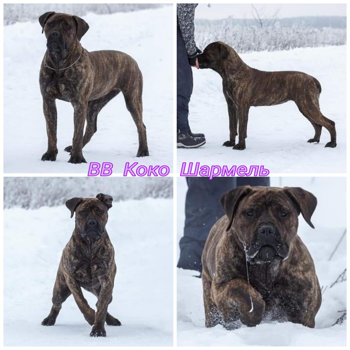 В добрые руки 