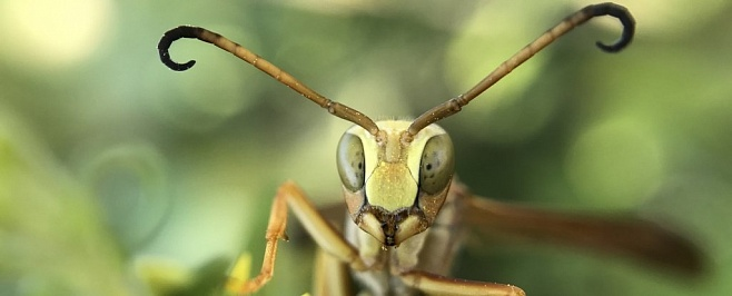 Фото: Bea Leiderman/iNaturalist, CC BY-NC