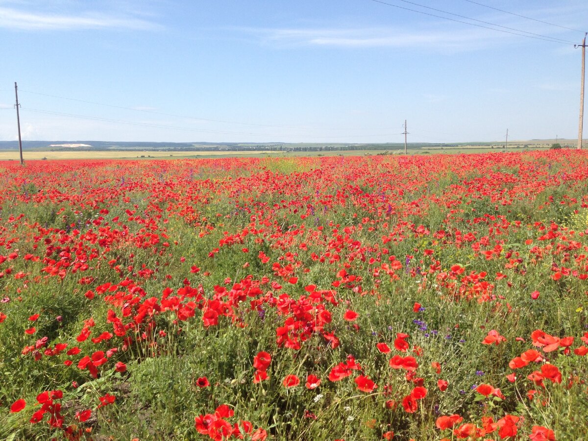 Крымские поля