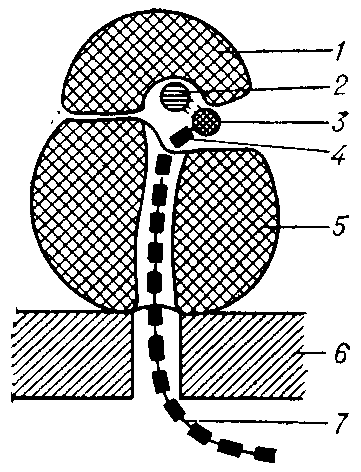 Схема строения рибосомы 1 — малая
субъединица
2 — иРНК
3 — тРНК
4 — аминокислота
5 — большая
субъединица
6 — мембрана
эндоплазматической
сети
7 — синтезируемая
полипептидная цепь
(белок). 
