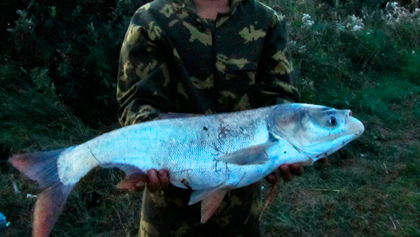 Толстолобик, фото автора