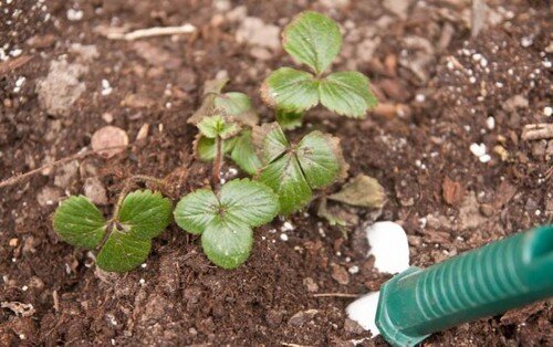 Чем подкормить клубнику весной