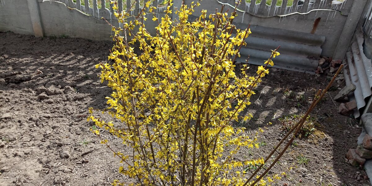 дорога где упала форзиция 38 глава