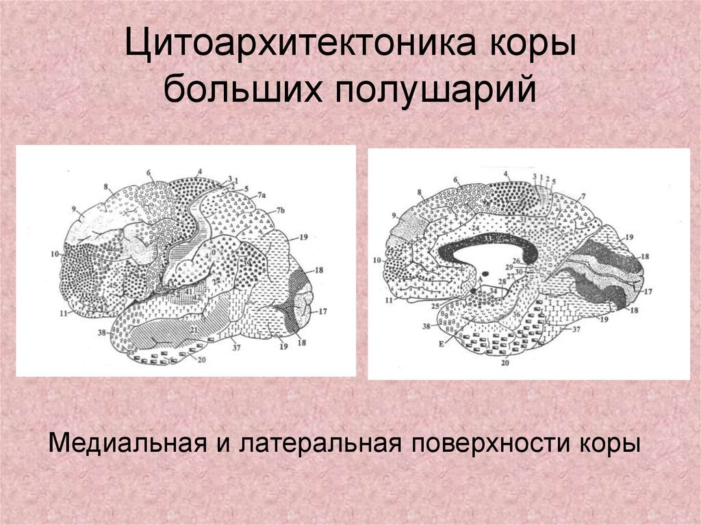 Цитоархитекторика коры больших полушарий